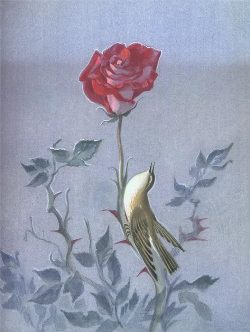 Соловей и роза