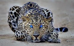 Неблагодарный леопард