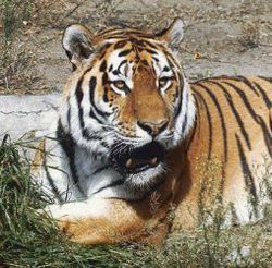 Тигр – заступник кошки