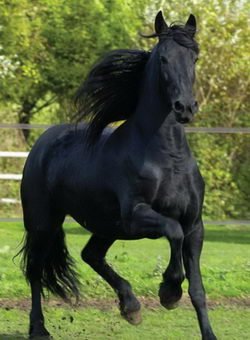 Чёрная лошадка